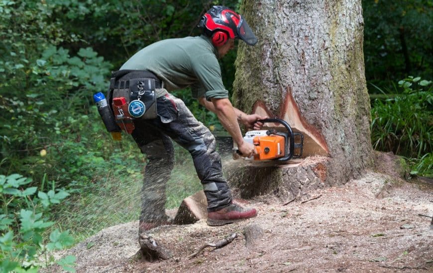 Conseils pour l'élagage des arbres